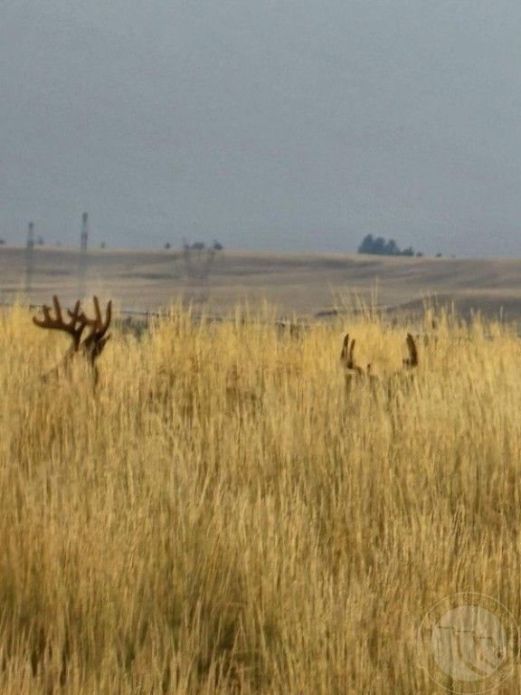 TBD County Rd 147A, Custer, MT 59024 photo 35