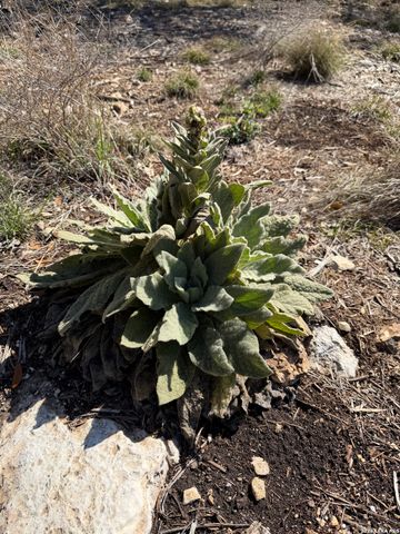 126 Silverado, New Braunfels, TX 78132