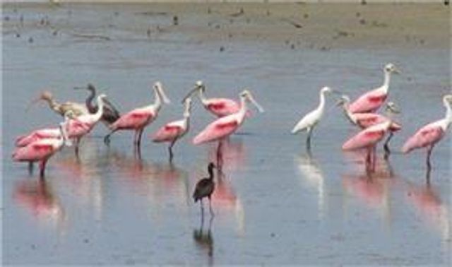 8 Marathon, Hitchcock, TX 77563