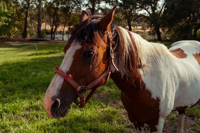 7555 Merced Falls Road, Snelling, CA 95369