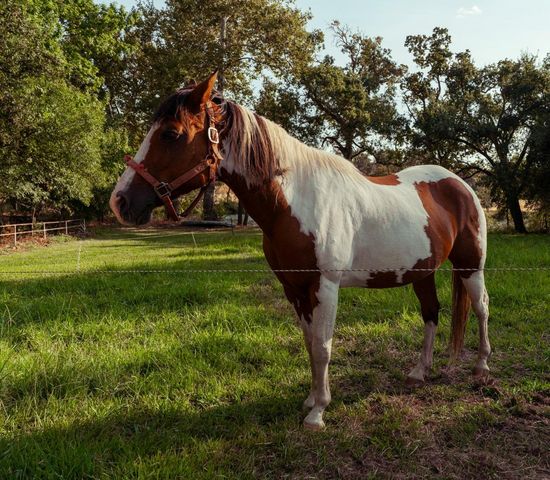 7555 Merced Falls Road, Snelling, CA 95369