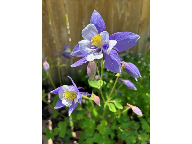 2332 N Glencoe St, Denver, CO 80207