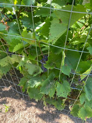 1212 Donaghey Ave., Conway, AR 72034