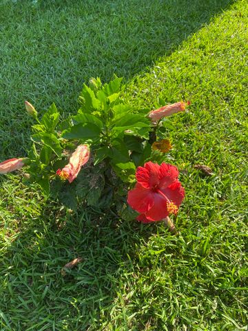 1212 Donaghey Ave., Conway, AR 72034