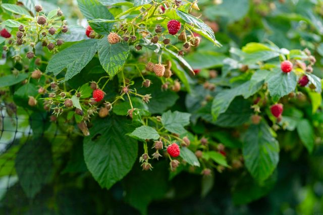 2802 Cottage Row Road, Cedar Falls, IA 50613