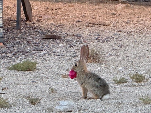 74707 Sunset, 29 Palms, CA 92277