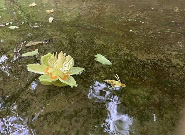 1013 Valencia Ct, Ashland City, TN 37015