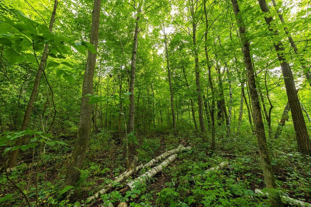 Image 27 of property listing at 0 County Road J, Mondovi, WI 54755