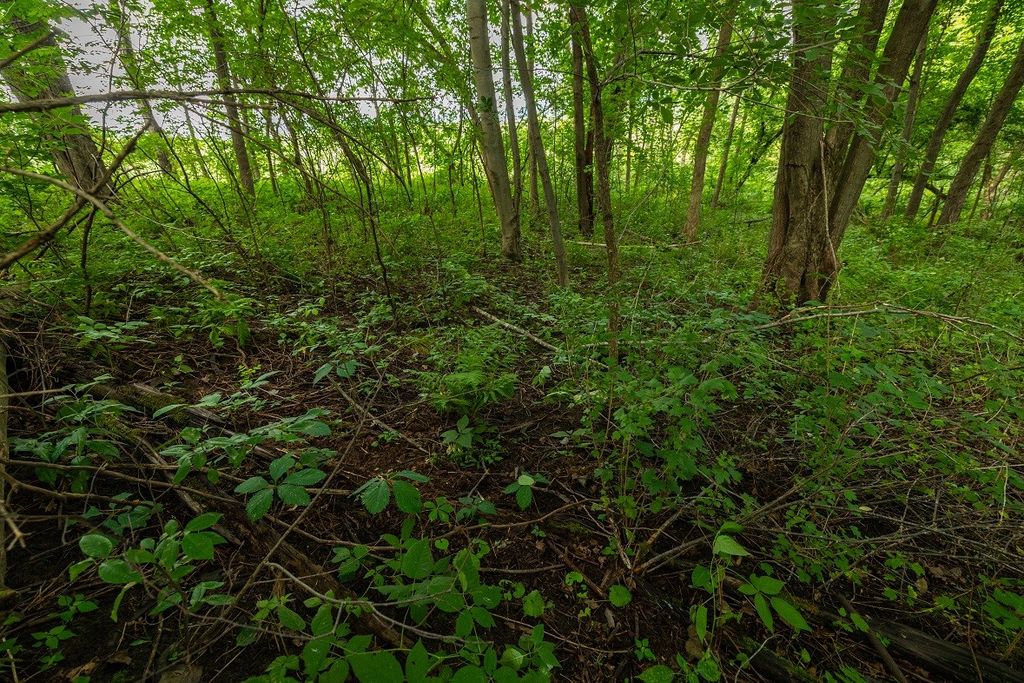 Image 28 of property listing at 0 County Road J, Mondovi, WI 54755