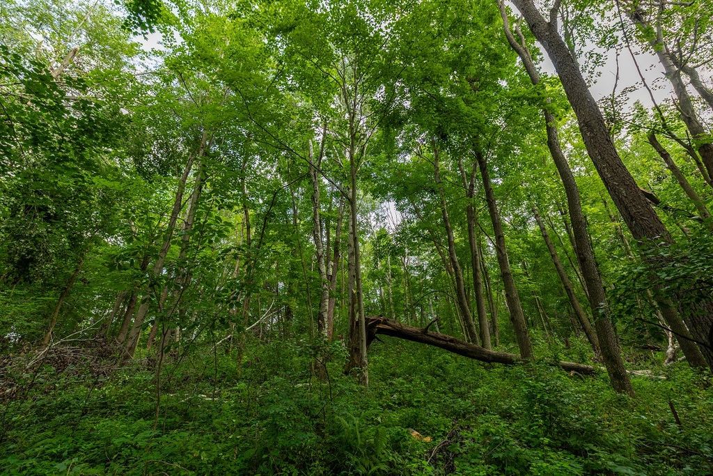 Image 34 of property listing at 0 County Road J, Mondovi, WI 54755