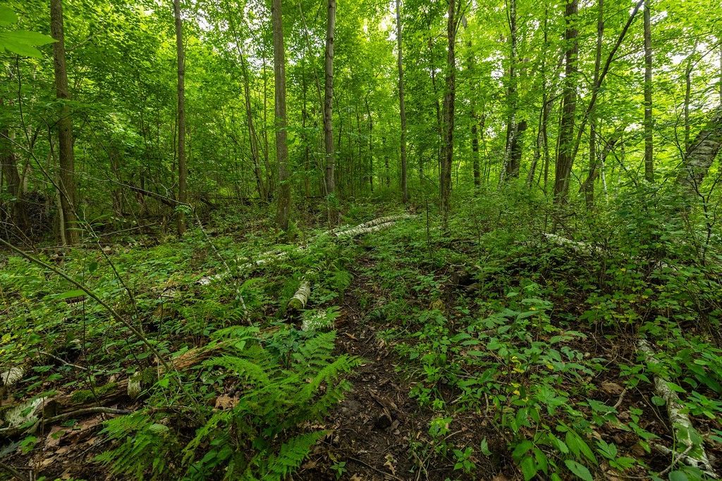 Image 36 of property listing at 0 County Road J, Mondovi, WI 54755