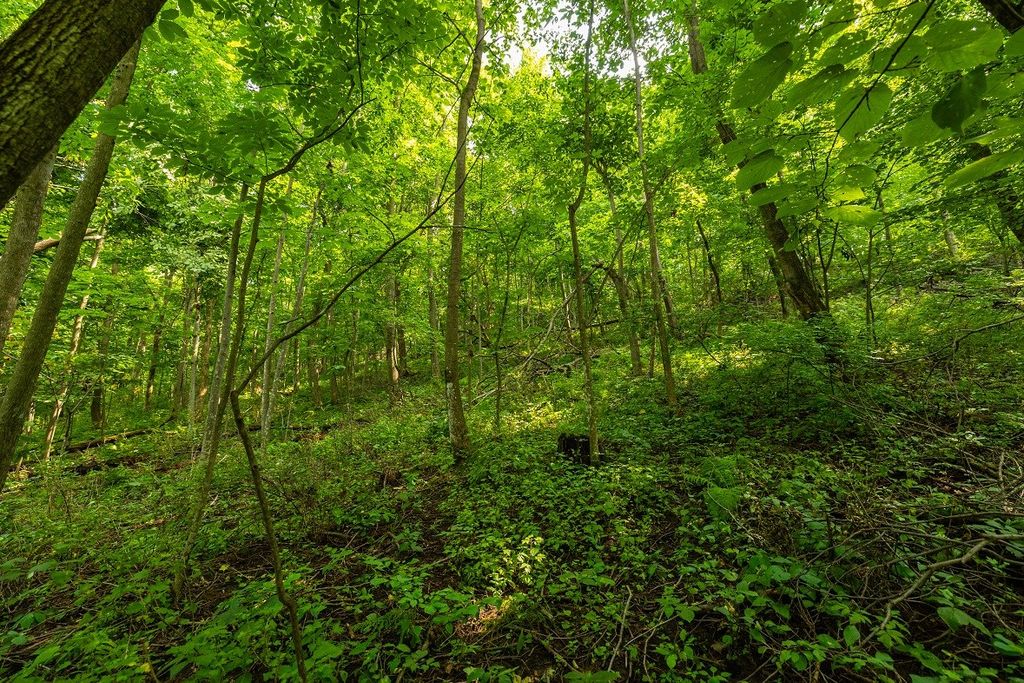 Image 38 of property listing at 0 County Road J, Mondovi, WI 54755