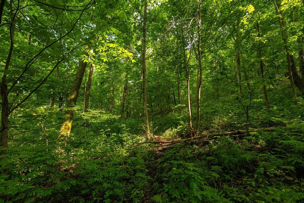 Image 40 of property listing at 0 County Road J, Mondovi, WI 54755