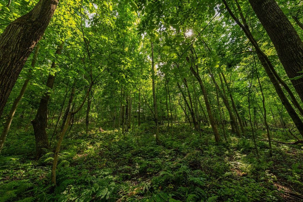 Image 41 of property listing at 0 County Road J, Mondovi, WI 54755