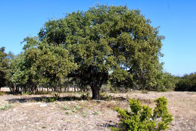 Lot 41 County Road 266, Gustine, TX 76455