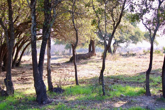 Lot 41 County Road 266, Gustine, TX 76455