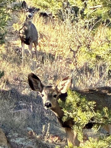 140 Echo Lane, Colorado Springs, CO 80904