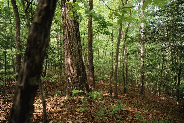 Tract 2 Century Lane, Blue Ridge, GA 30513