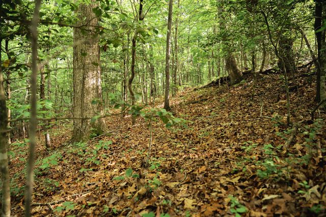 Tract 2 Century Lane, Blue Ridge, GA 30513
