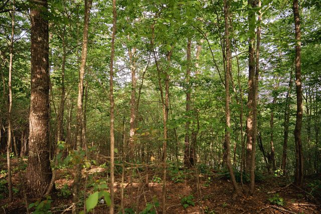 Tract 2 Century Lane, Blue Ridge, GA 30513
