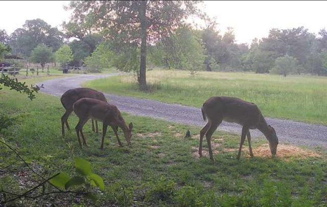 349 Roy Cooley Rd, Deridder, LA 70634