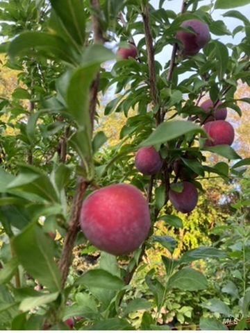 2676 S Velvet Falls Way, Meridian, ID 83642