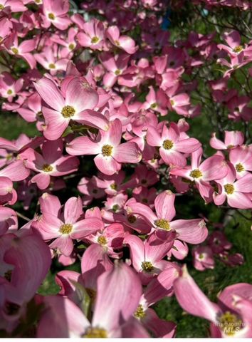 2676 S Velvet Falls Way, Meridian, ID 83642