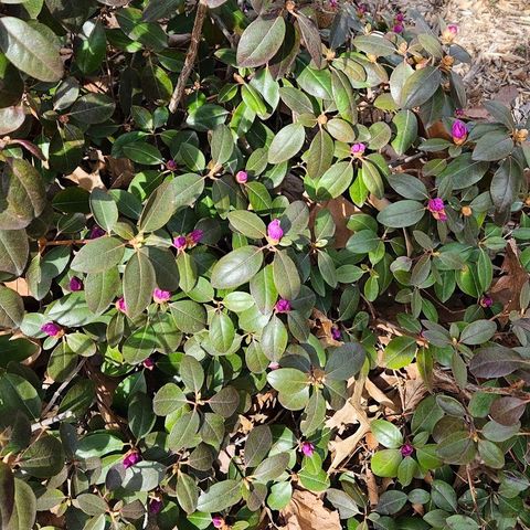 123 Timber Ridge Drive, Pella, IA 50219