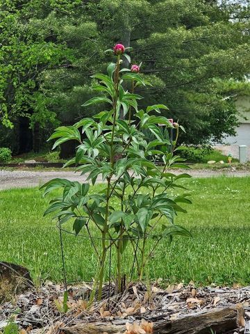 123 Timber Ridge Drive, Pella, IA 50219