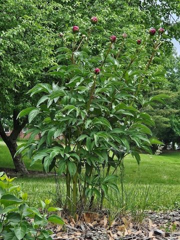 123 Timber Ridge Drive, Pella, IA 50219