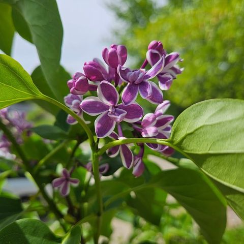 123 Timber Ridge Drive, Pella, IA 50219