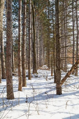 5368 Egner Street, Cedar Springs, MI 49319