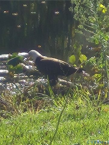 10259 Berkeley Manor Dr, Mechanicsville, VA 23116