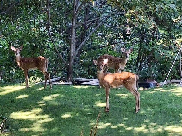 33671 Woodmont Ridge Drive, New Carlisle, IN 46552