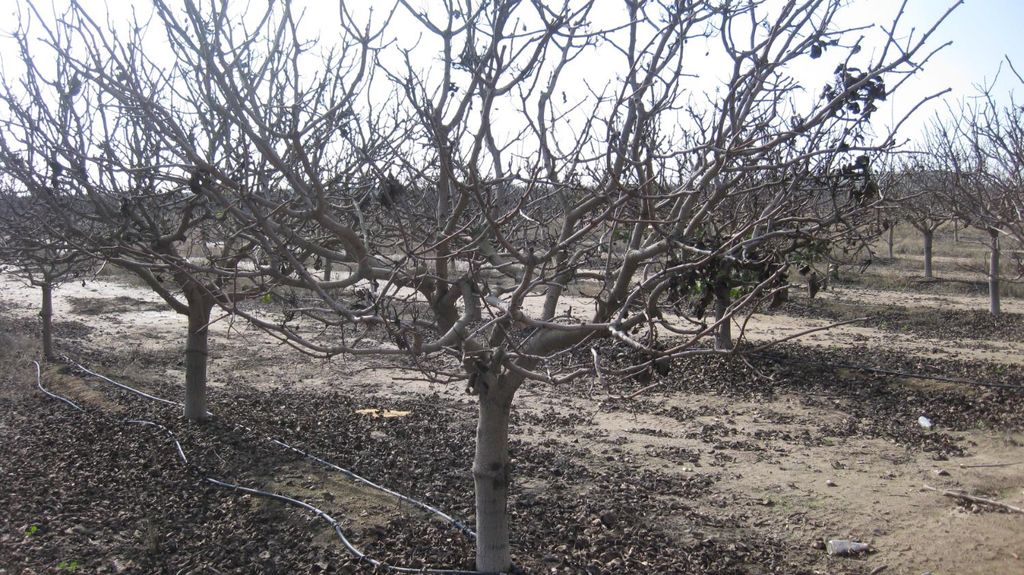 9999 E Ave 384, Dinuba, CA 93618