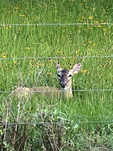 10324 Fm 530, Hallettsville, TX 77964