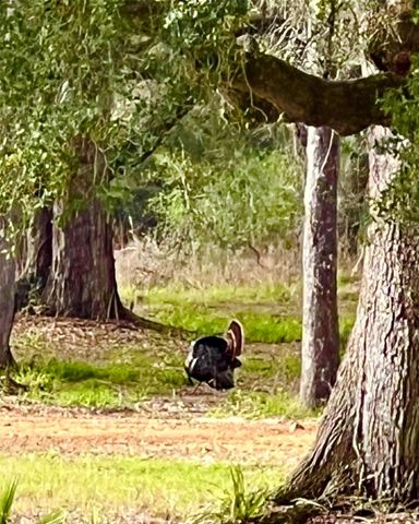 10324 Fm 530, Hallettsville, TX 77964