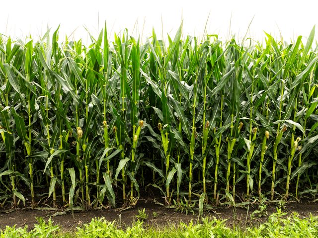 15570 2750 East Street, Princeton, IL 61356