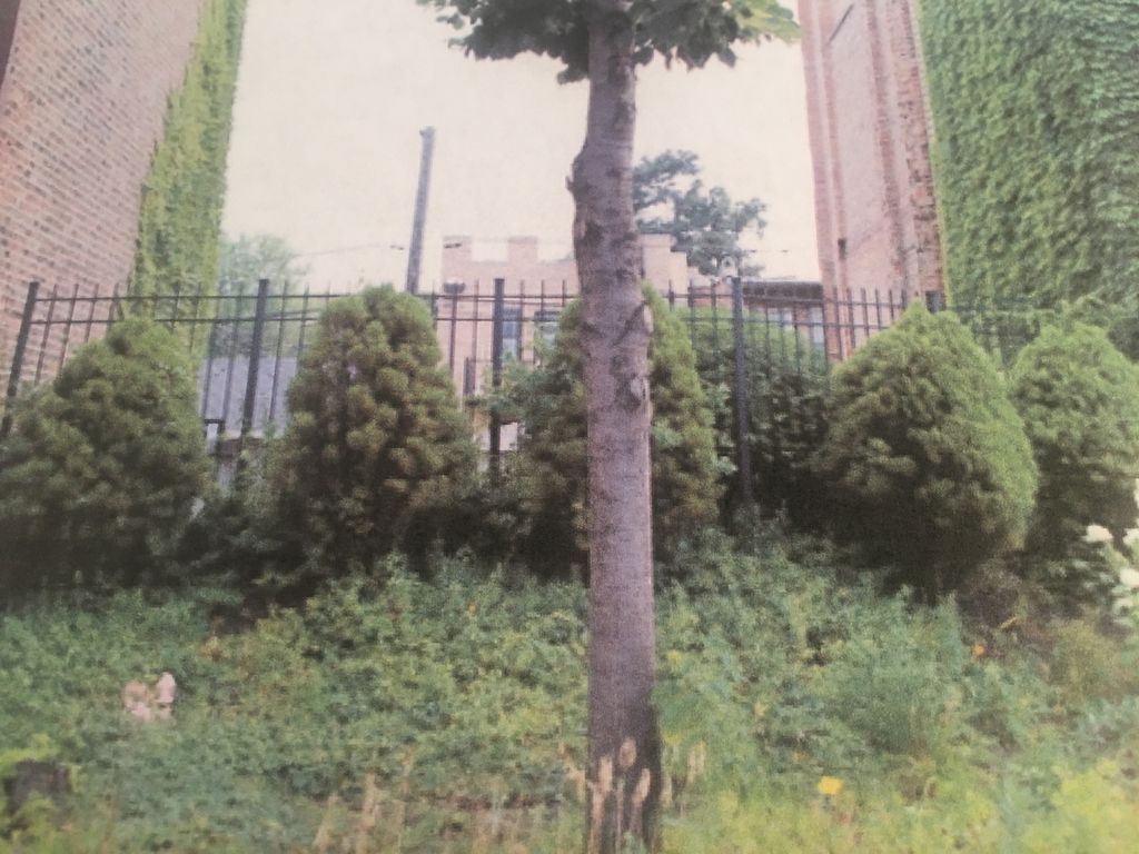 6321 S Ingleside Avenue, Chicago, IL 60637