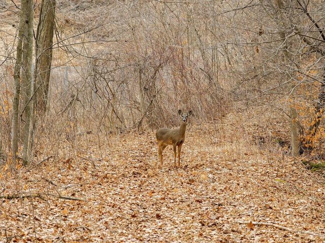 E10919 Hatchery Road, Baraboo, WI 53913