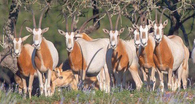 205 S FLAT ROCK WAY, Johnson City, TX 78636