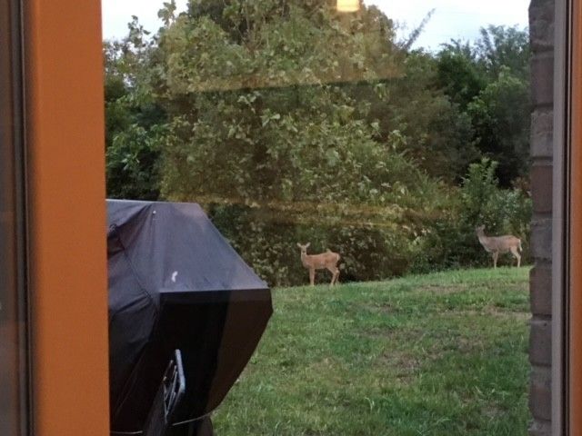 140 Annapolis Bend Cir, Hendersonville, TN 37075