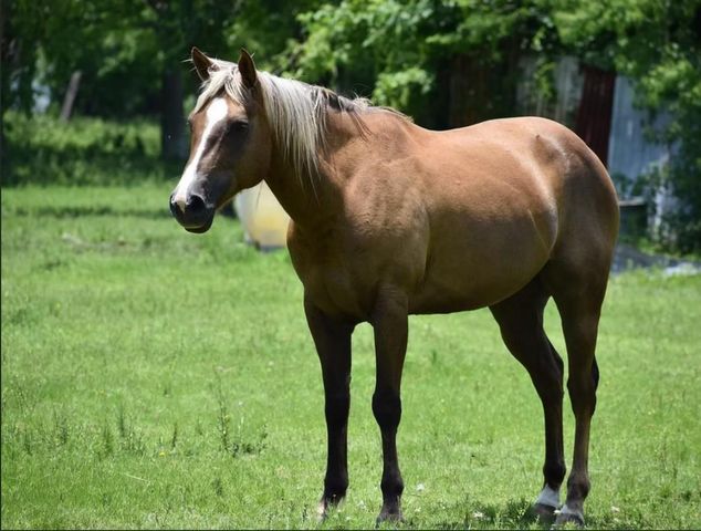 236 Middle Bayou Trail, Angleton, TX 77515