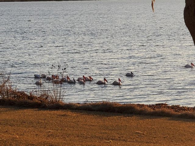 1013 Quail Lane, Eagle Lake, TX 77434