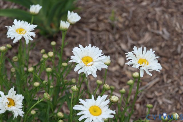 1185 Belle Meade Rd, Bumpass, VA 23024