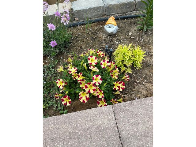 6992 Meadow Rain Way, Wellington, CO 80549