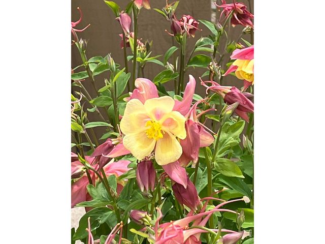 6992 Meadow Rain Way, Wellington, CO 80549