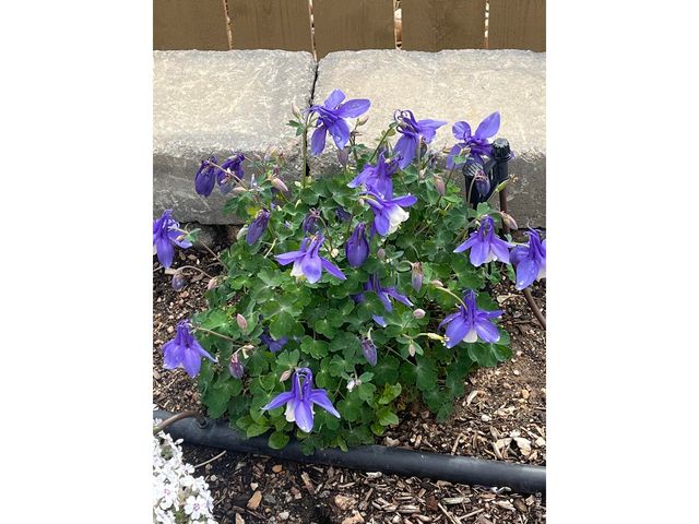 6992 Meadow Rain Way, Wellington, CO 80549