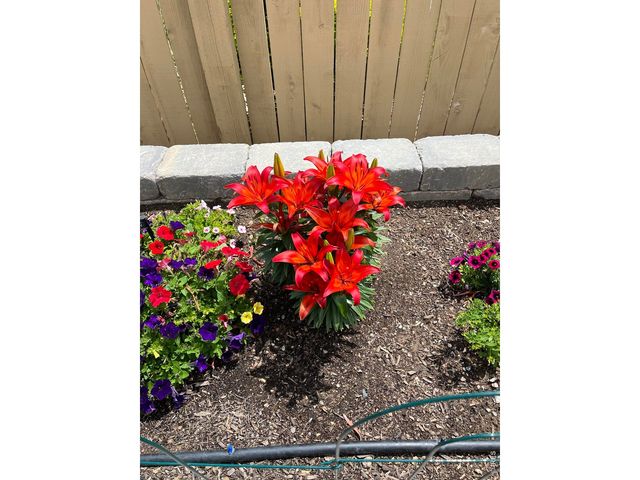 6992 Meadow Rain Way, Wellington, CO 80549