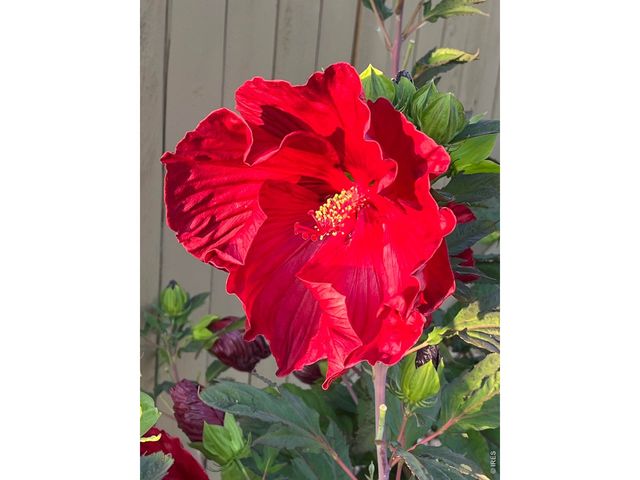 6992 Meadow Rain Way, Wellington, CO 80549